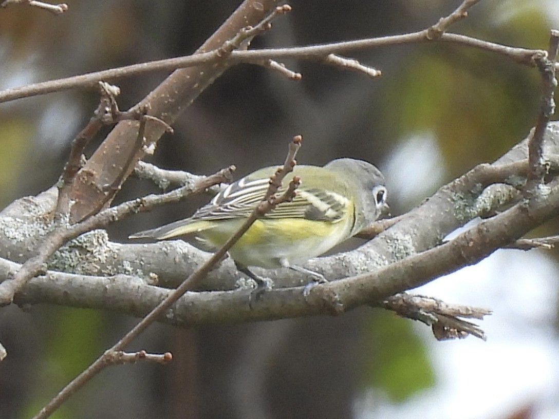 Blue-headed Vireo - Curt Nehrkorn