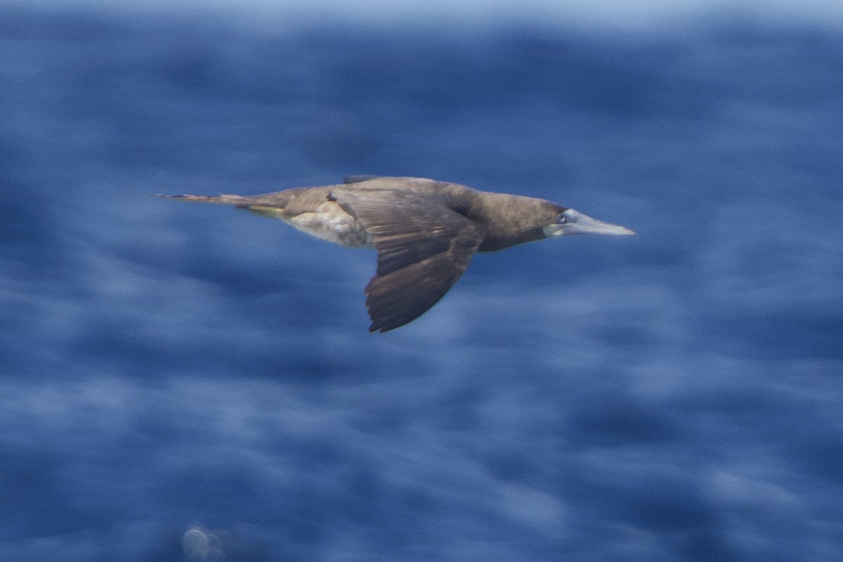 Brown Booby - Jeff Graham