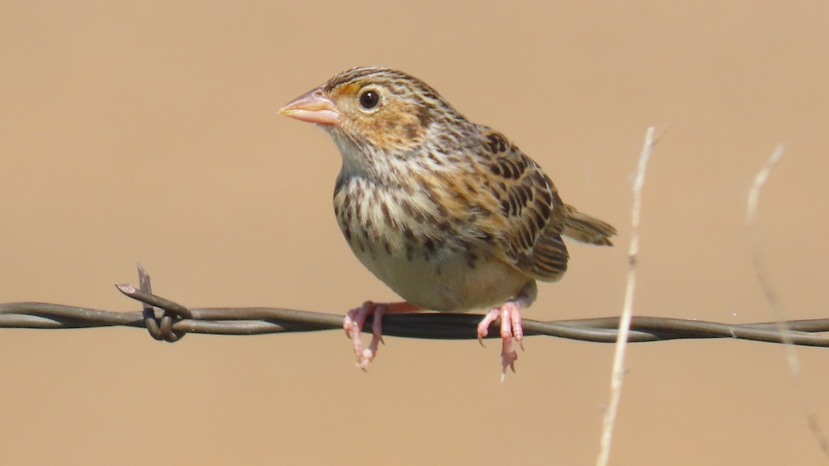 Grasshopper Sparrow - ML624063488