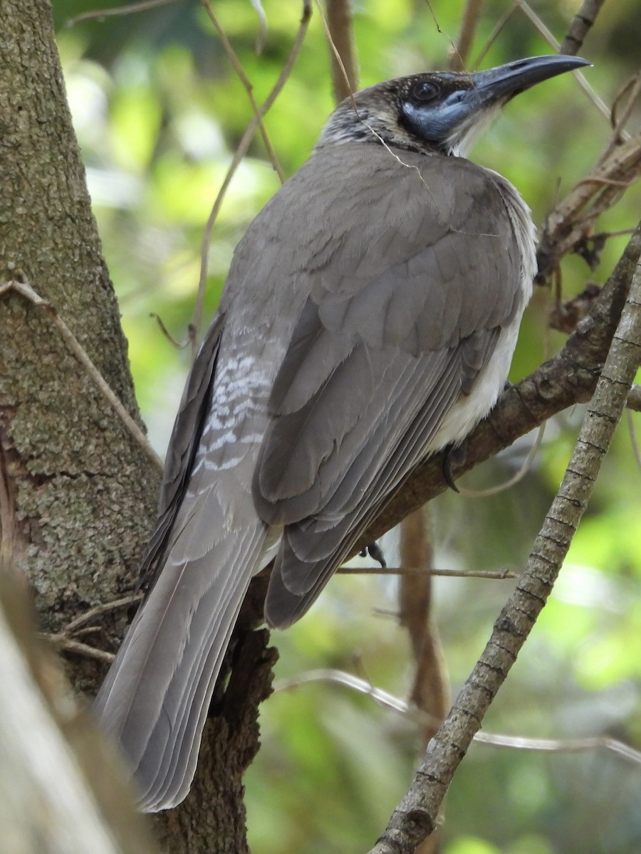 Little Friarbird - ML624063489