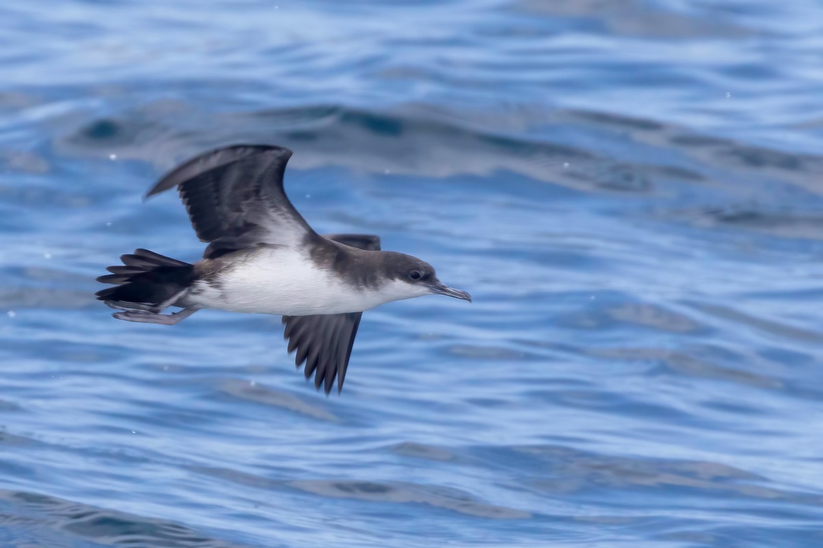 Galapagos Shearwater (Dark-winged) - ML624063495