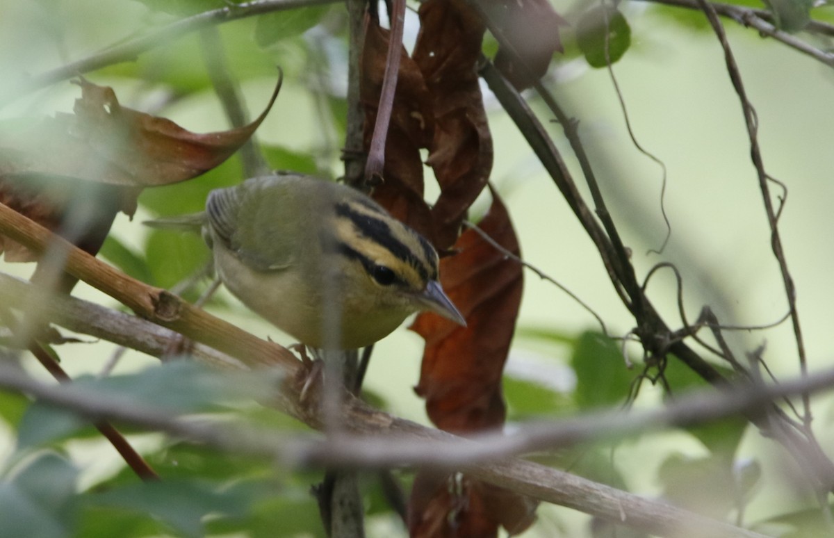 Worm-eating Warbler - ML624063520