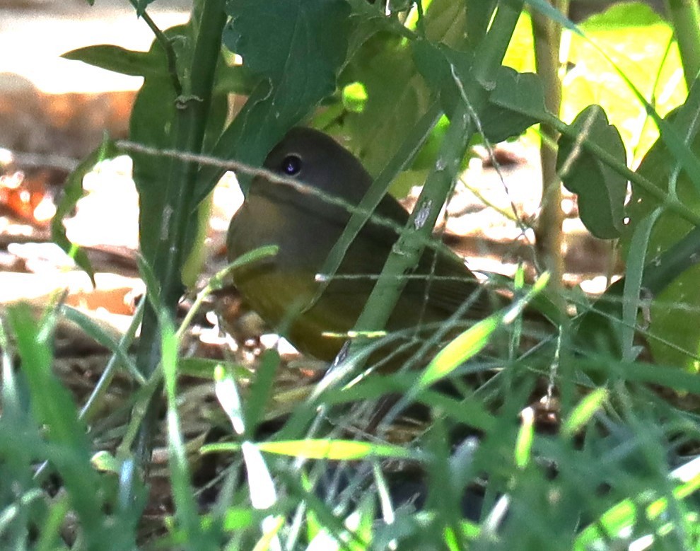 MacGillivray's Warbler - ML624063522