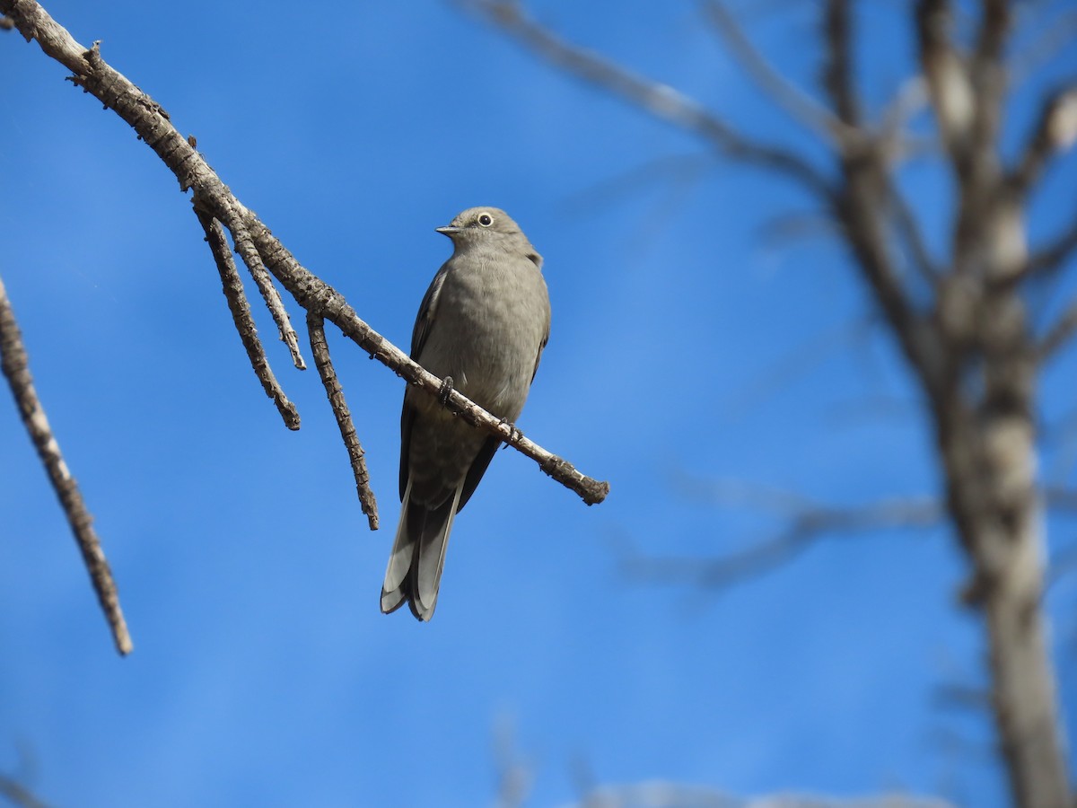 Townsend's Solitaire - ML624063530