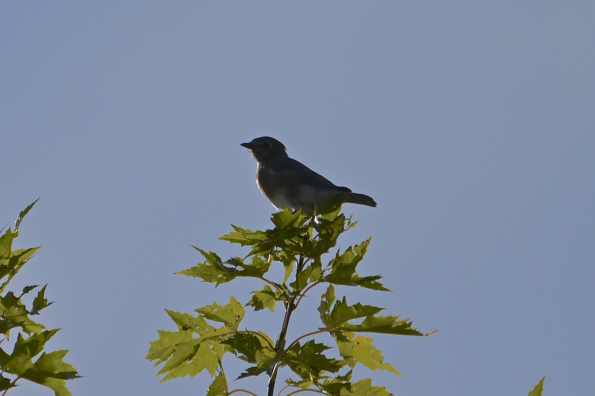 Eastern Bluebird - ML624063548