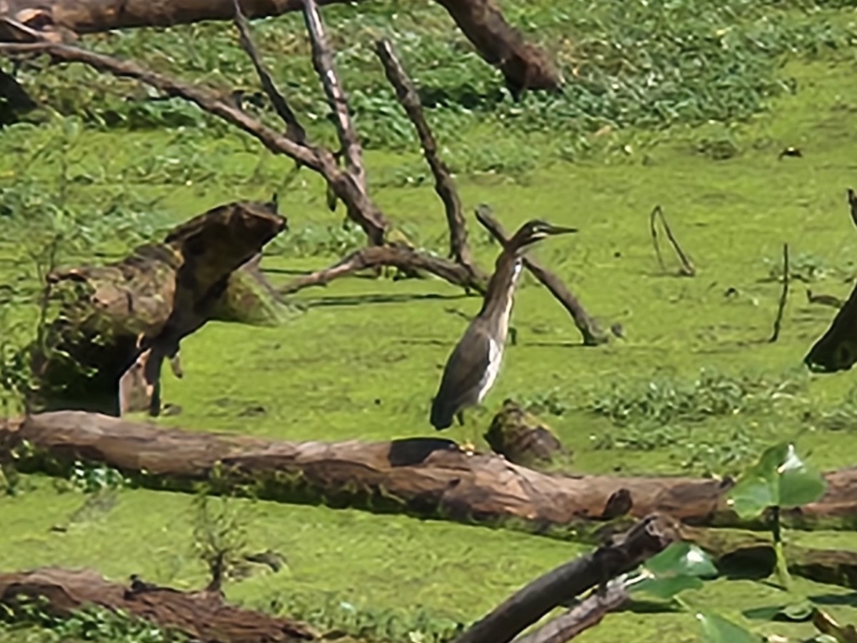 Green Heron - ML624063550