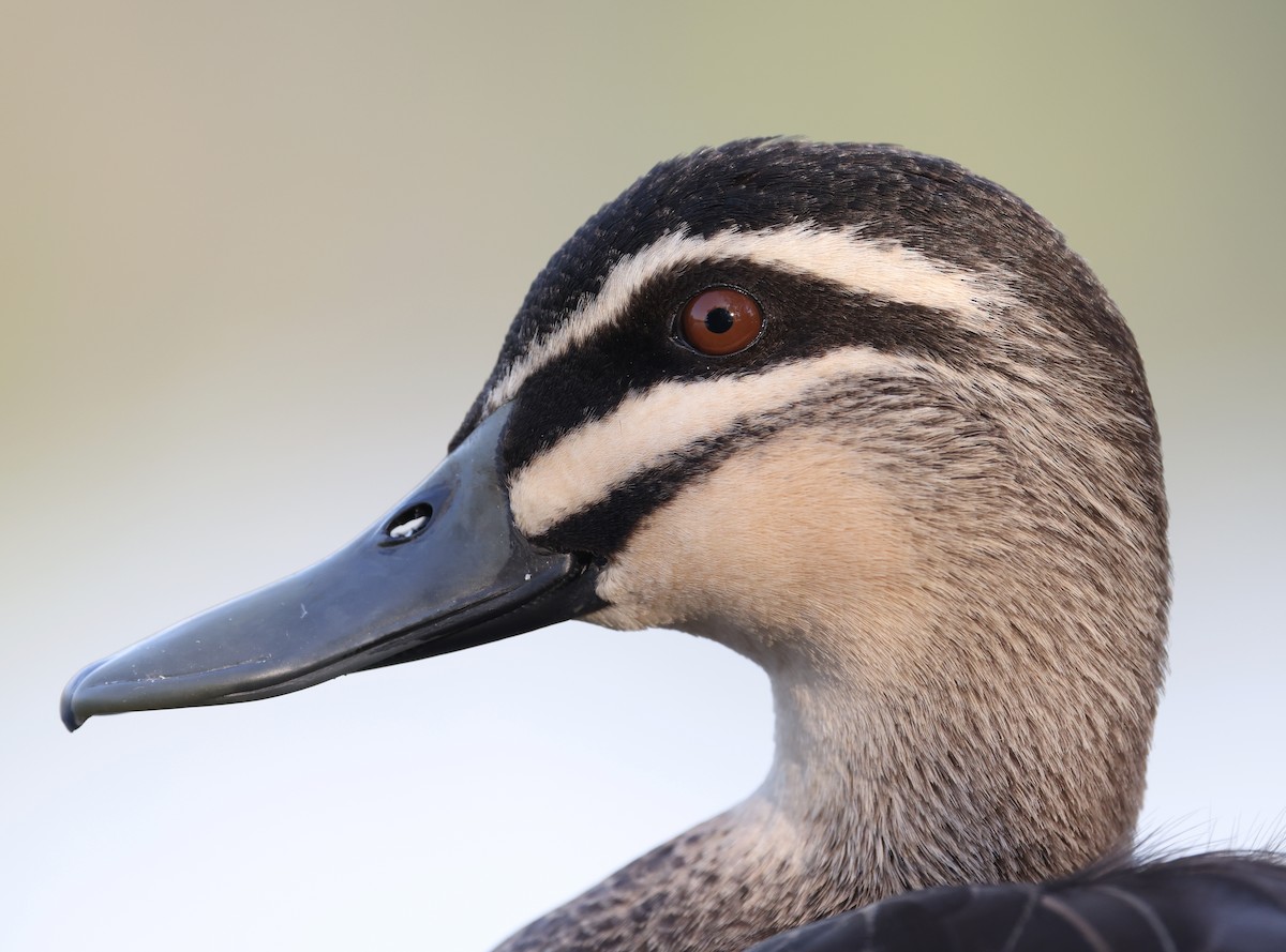 Pacific Black Duck - ML624063552