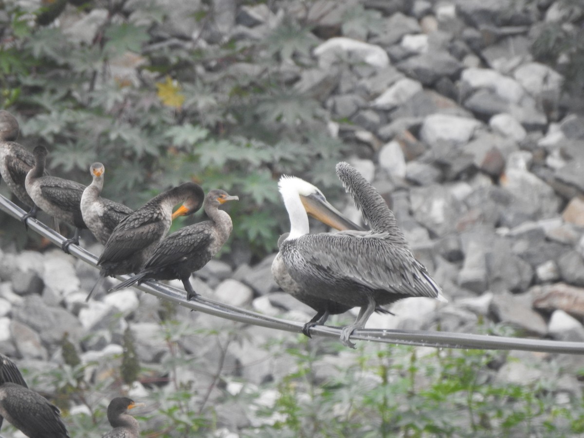 Brown Pelican - ML624063562