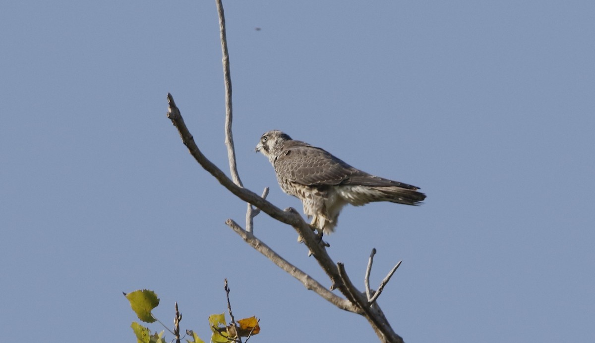 sokol stěhovavý - ML624063566