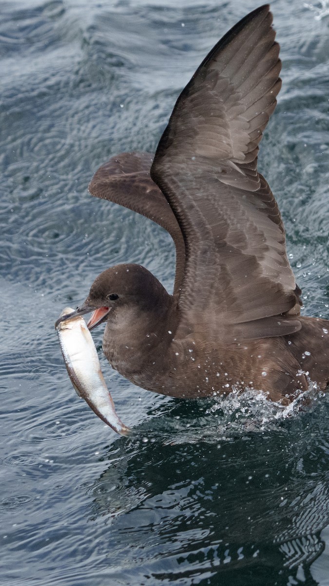 Short-tailed Shearwater - ML624063569