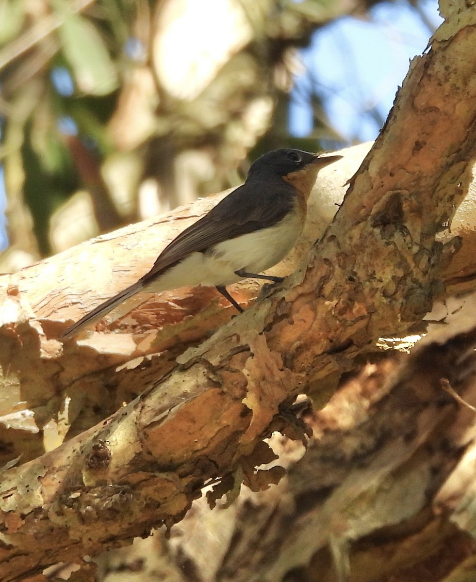 Leaden Flycatcher - ML624063589