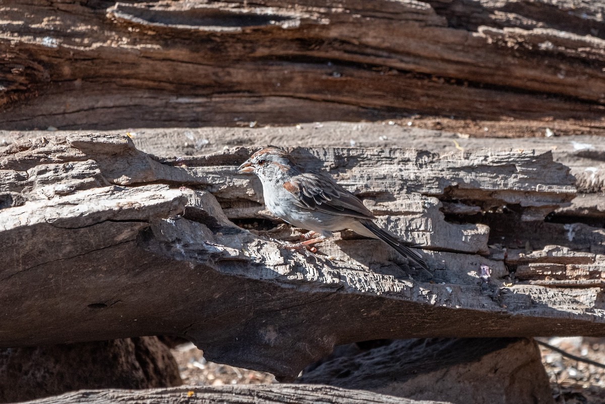 Rufous-winged Sparrow - ML624063591