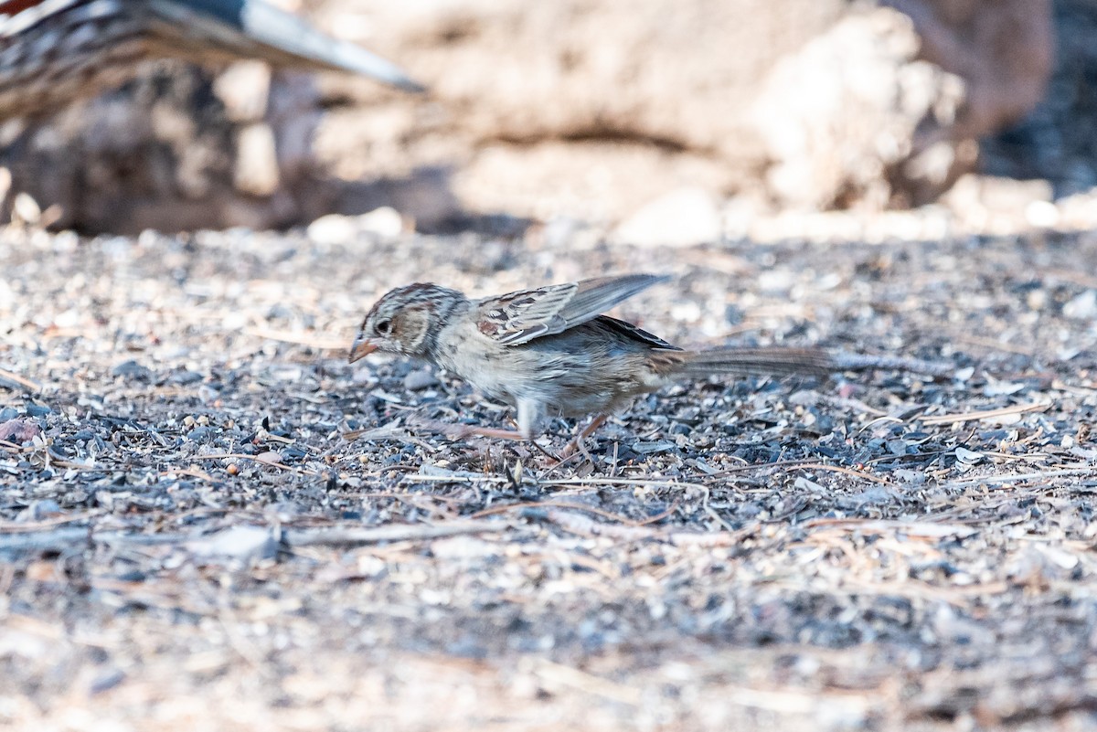 Rufous-winged Sparrow - ML624063592