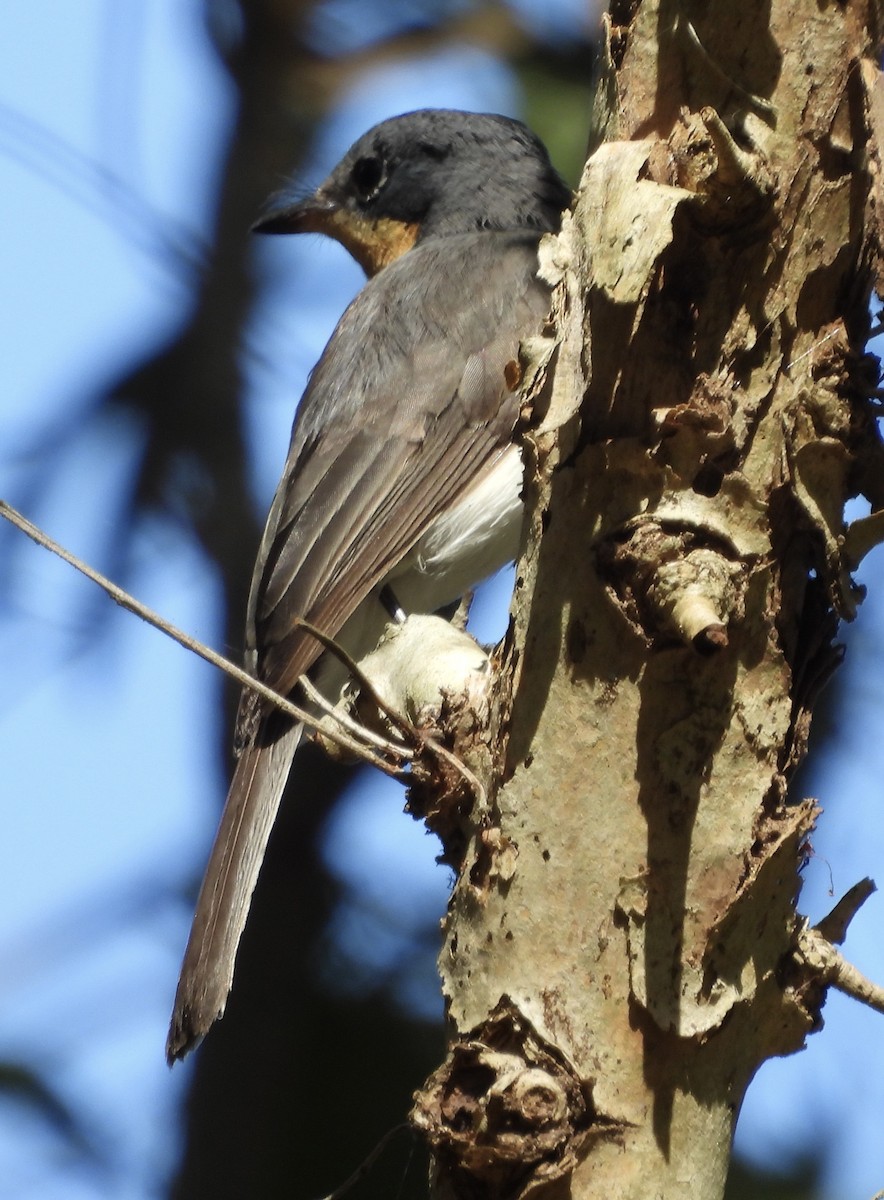 Leaden Flycatcher - ML624063597