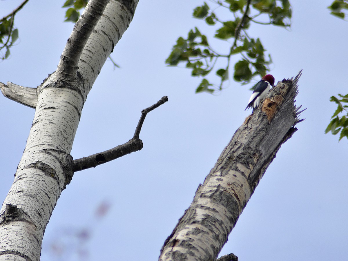 Red-headed Woodpecker - Gary Zenitsky