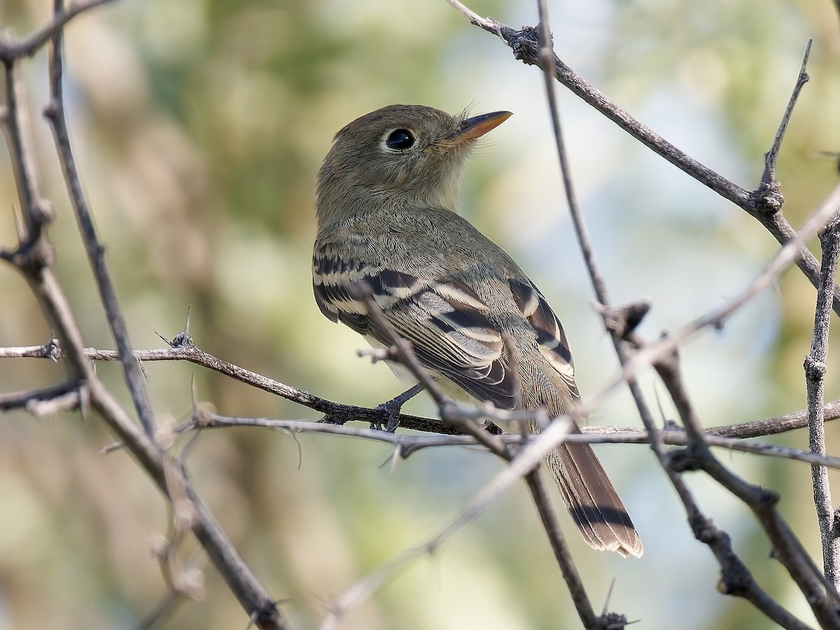 Western Flycatcher - ML624063629