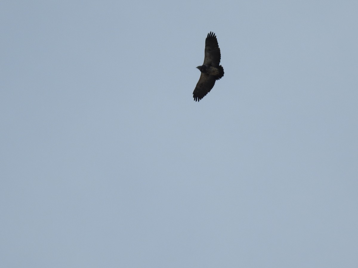 Black-chested Buzzard-Eagle - ML624063632