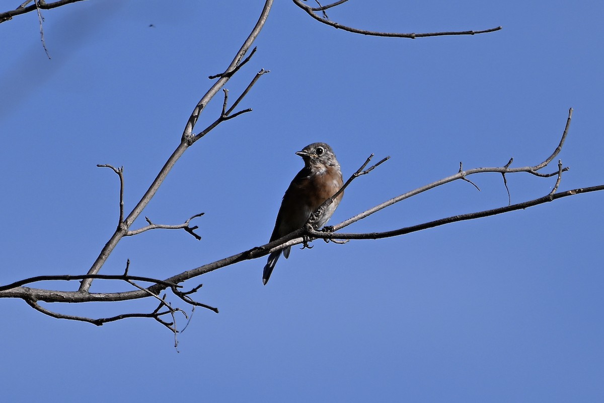 Eastern Bluebird - ML624063633