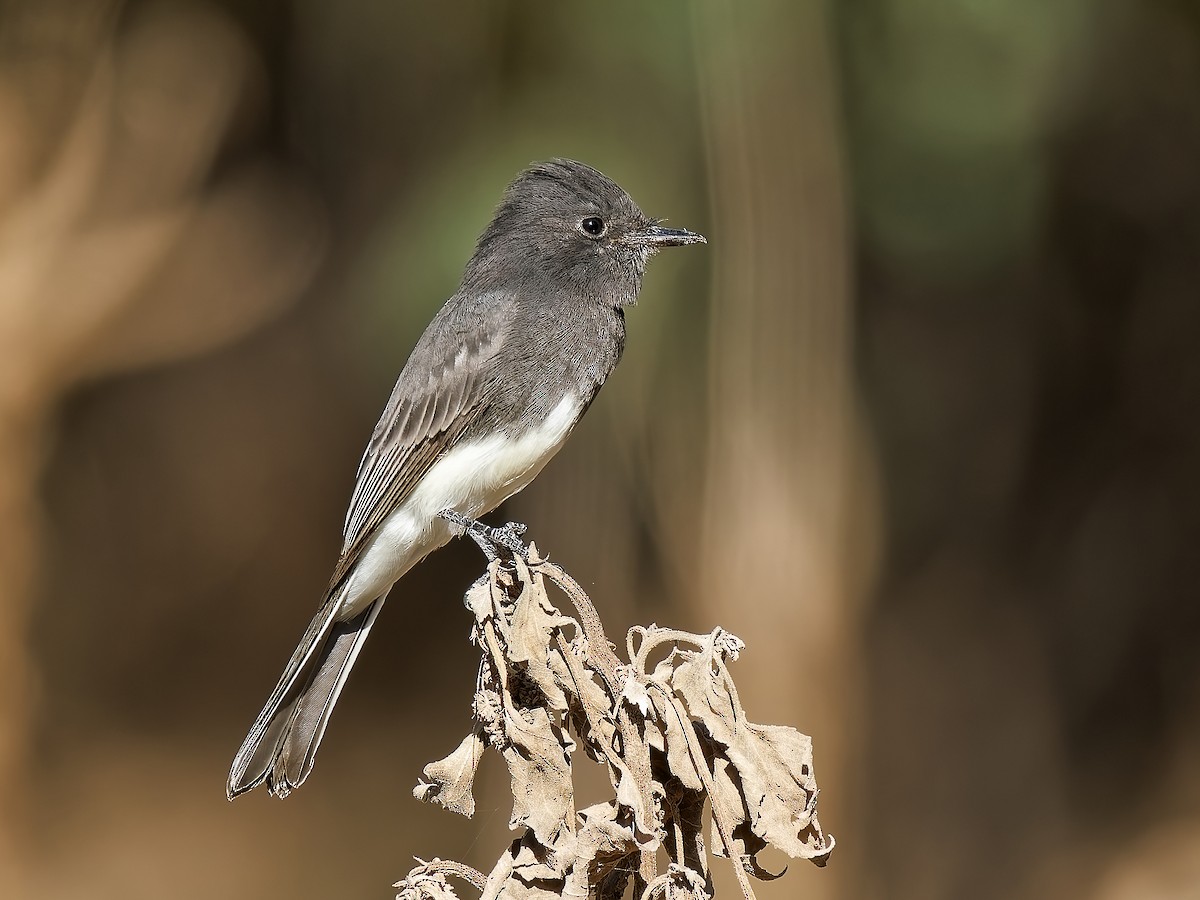 Black Phoebe - ML624063637