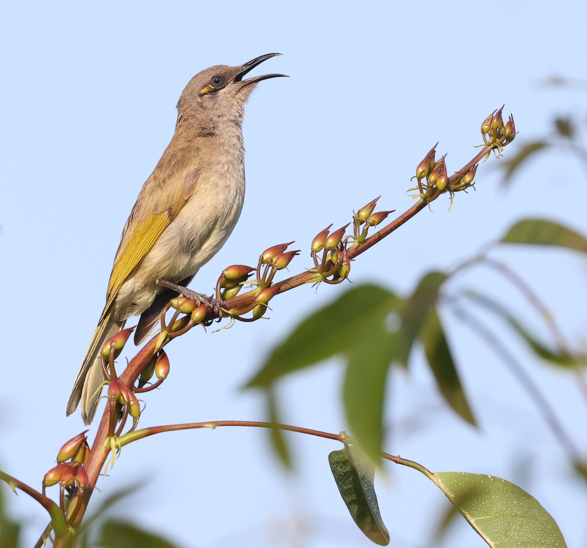 Brown Honeyeater - ML624063638