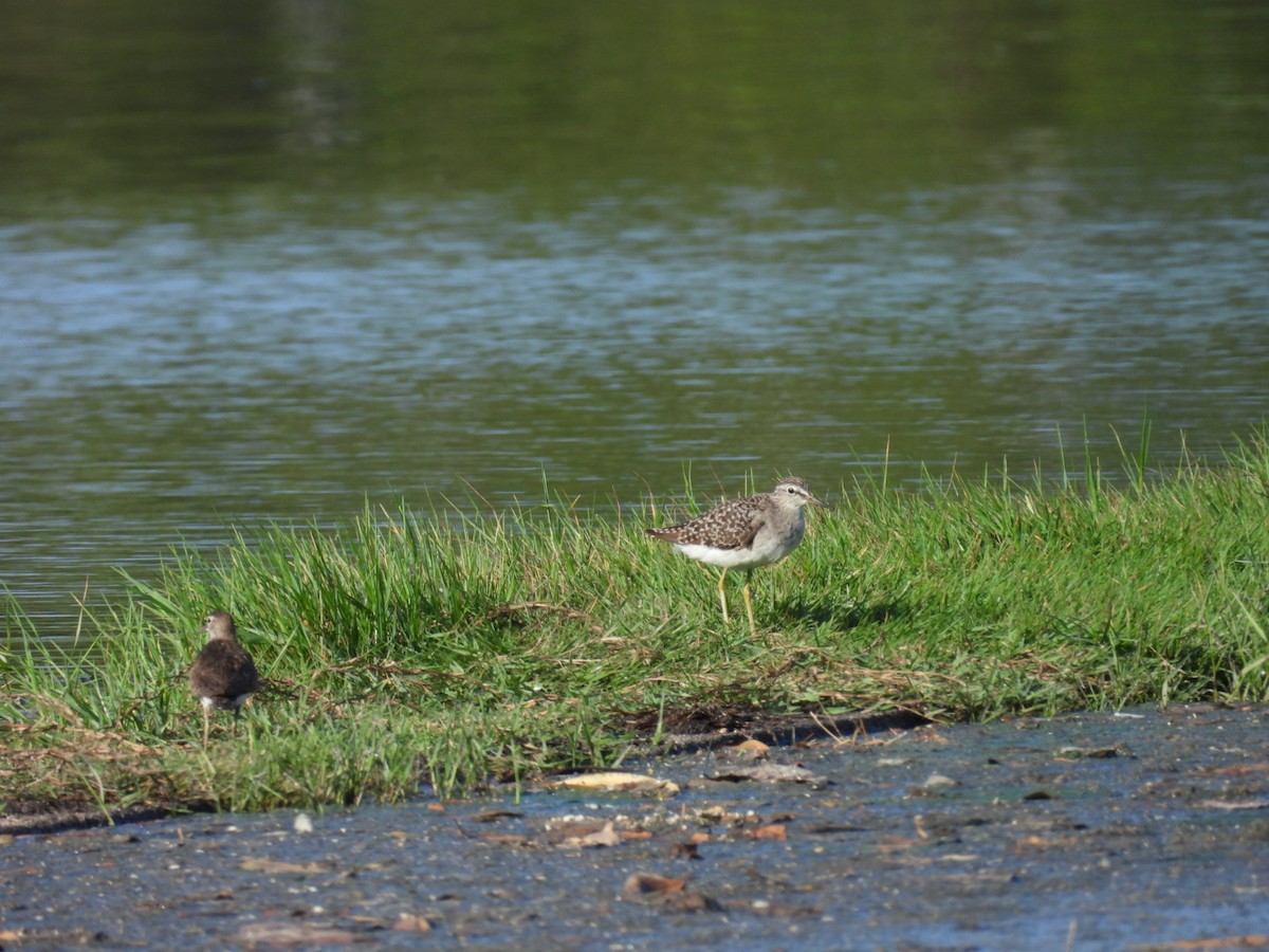 Wood Sandpiper - ML624063640