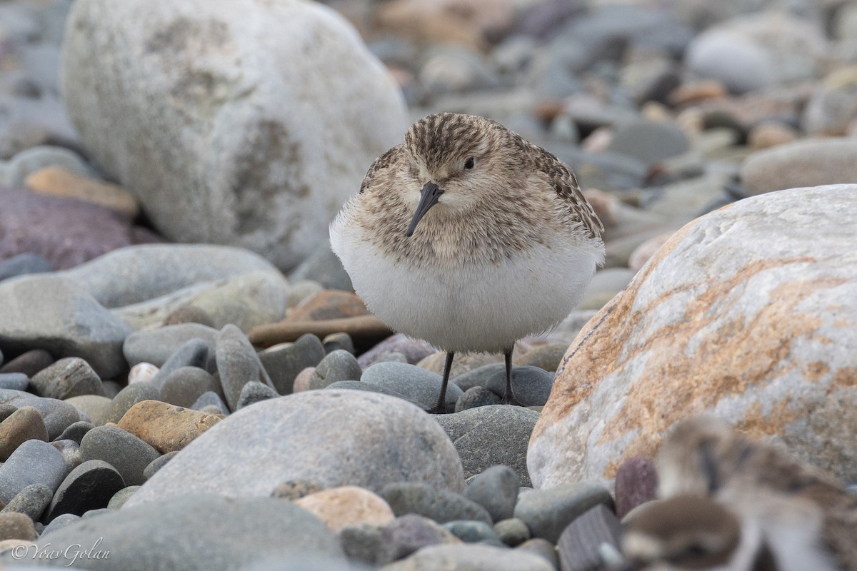 Baird's Sandpiper - ML624063643