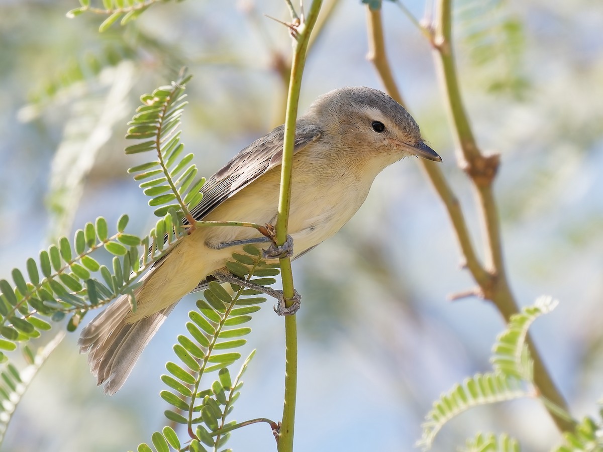 Warbling Vireo - ML624063647