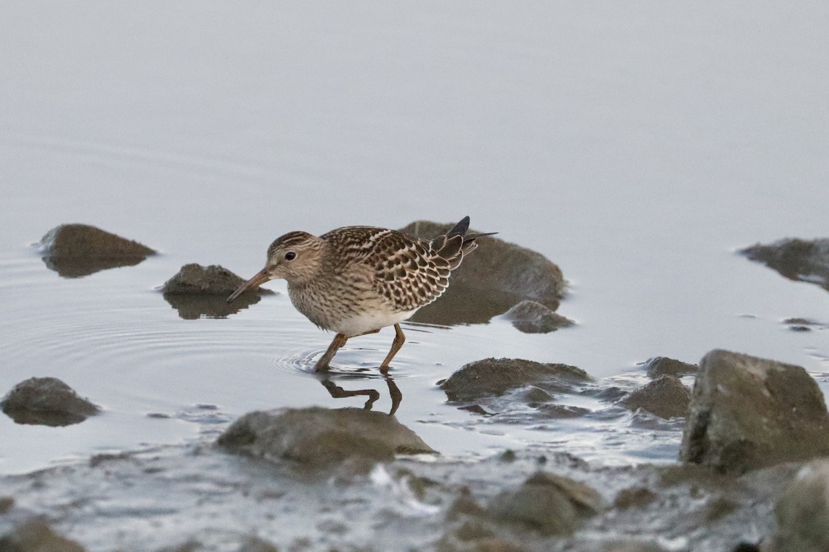 Pectoral Sandpiper - Sarah von Innerebner