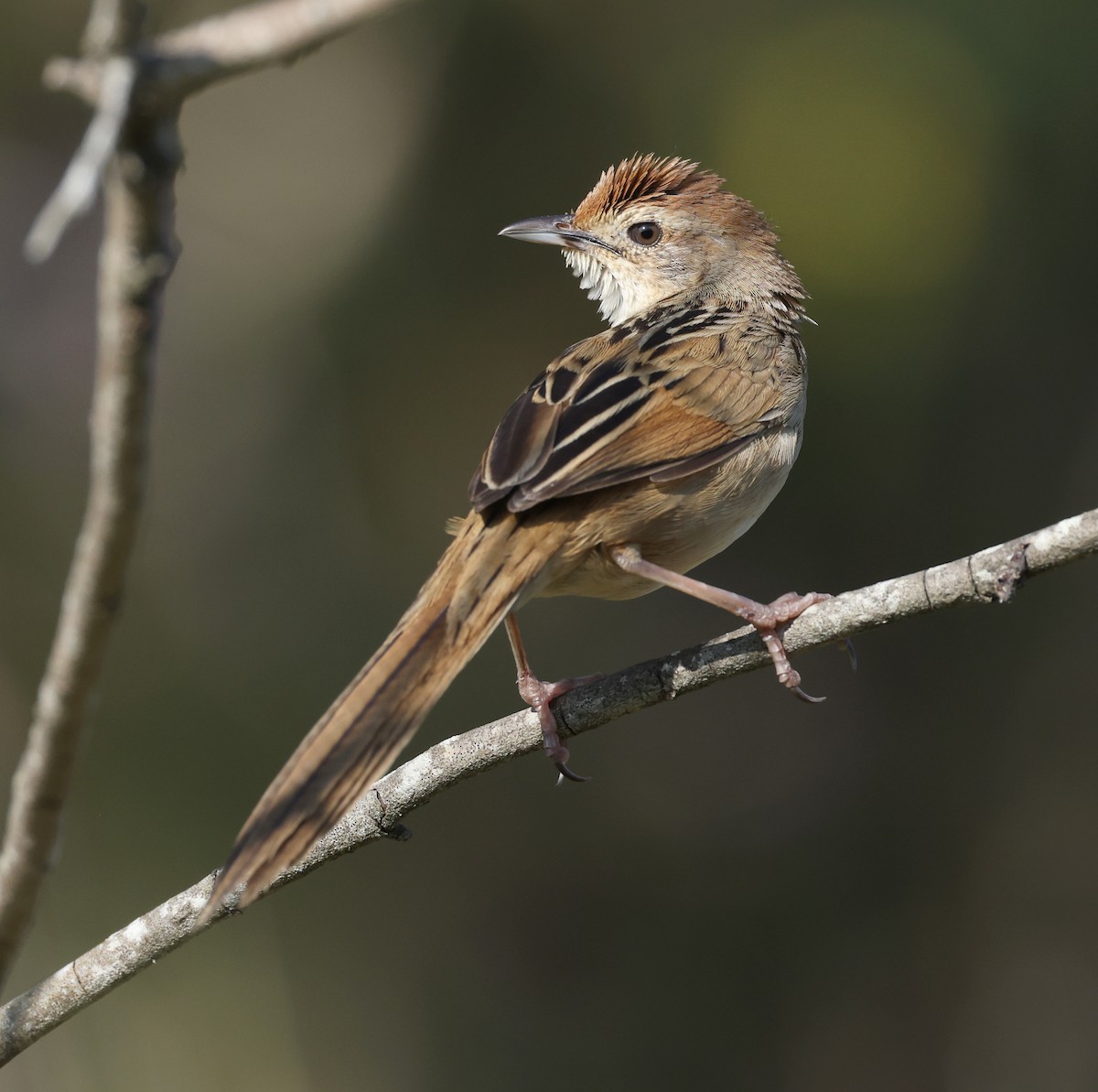 Tawny Grassbird - Andy Gee