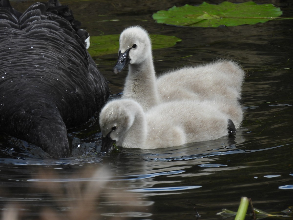 Black Swan - Maylene McLeod