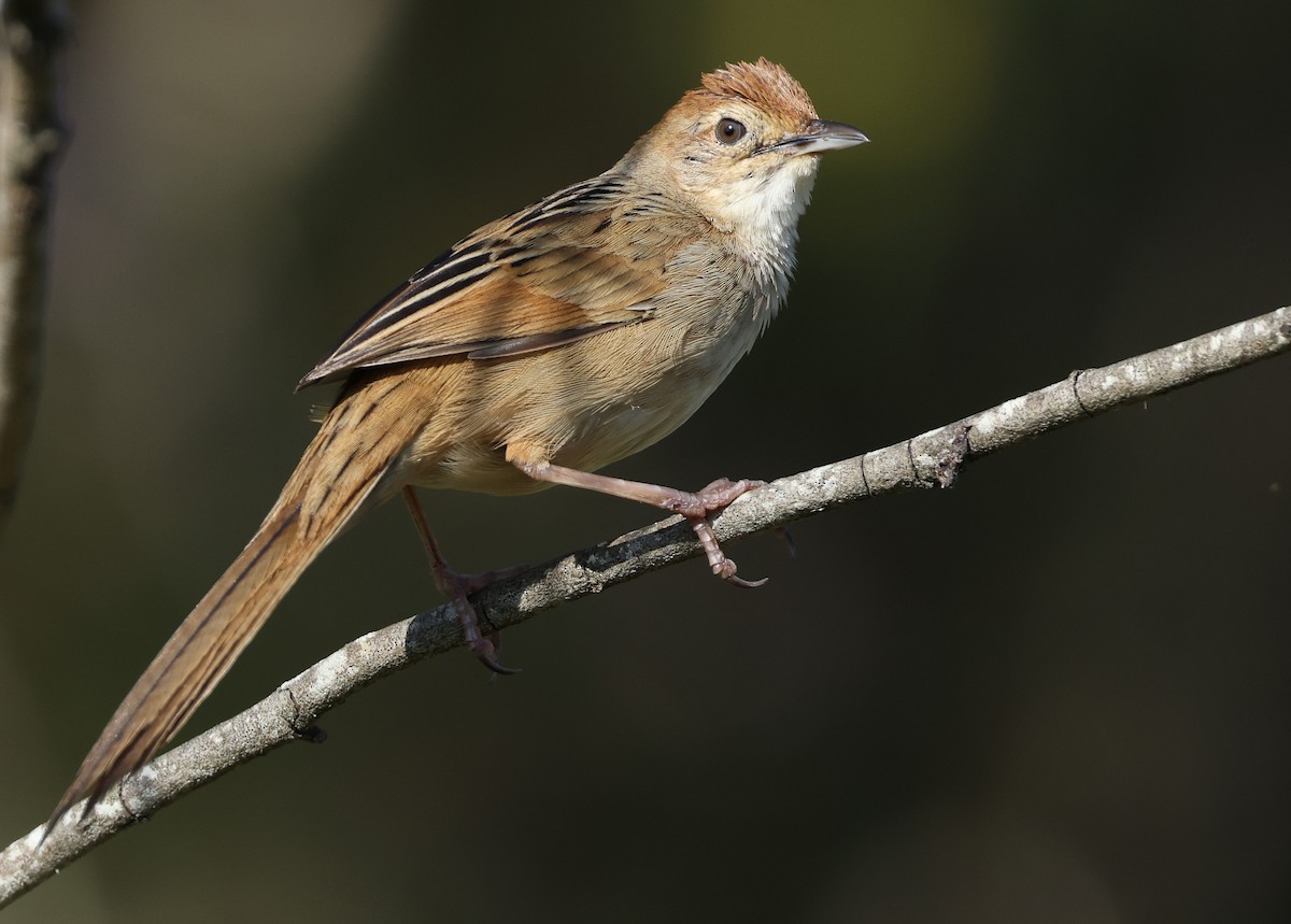 Tawny Grassbird - ML624063660