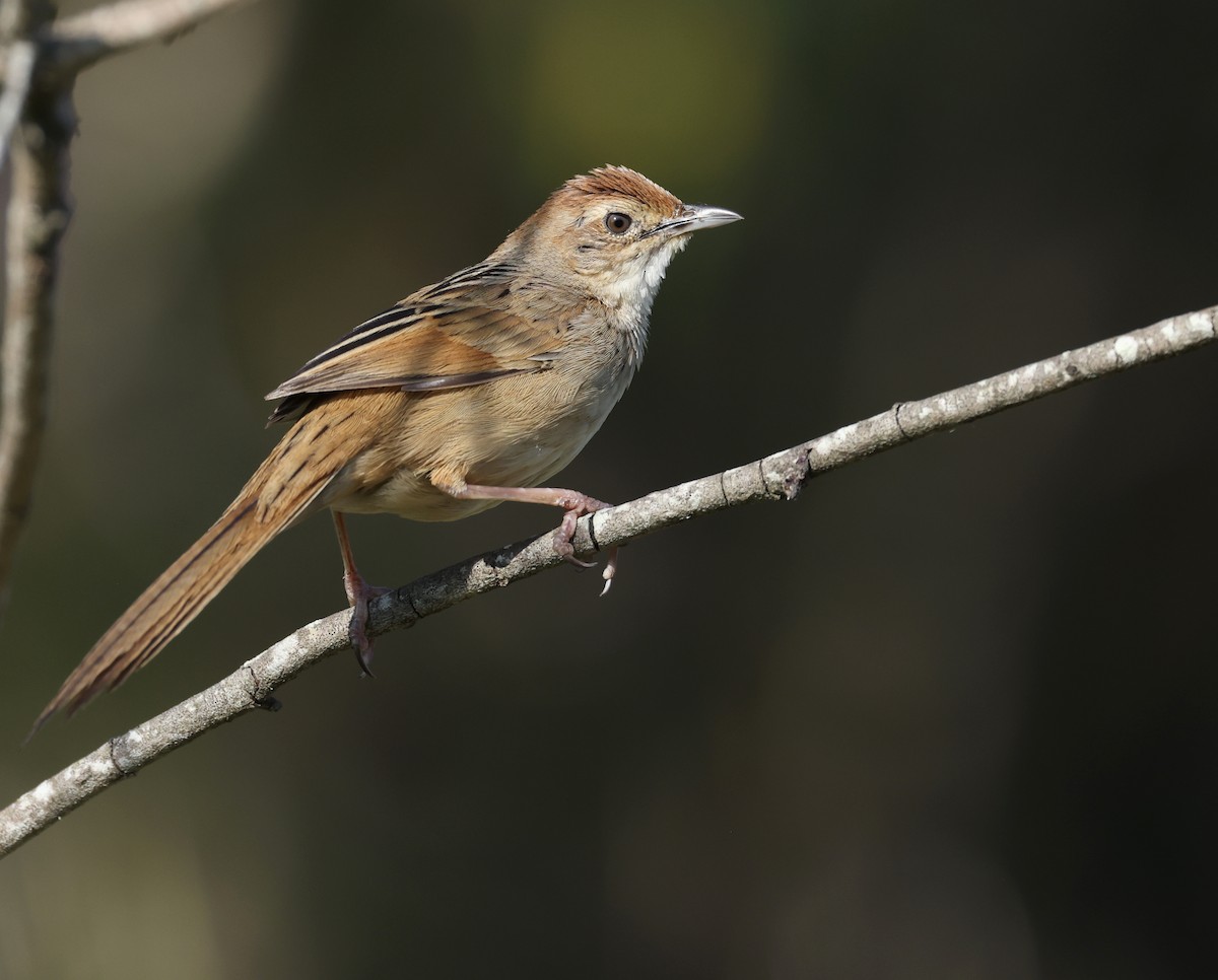 Tawny Grassbird - ML624063662