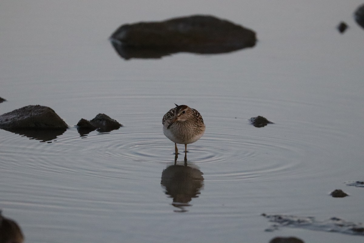 Pectoral Sandpiper - Sarah von Innerebner