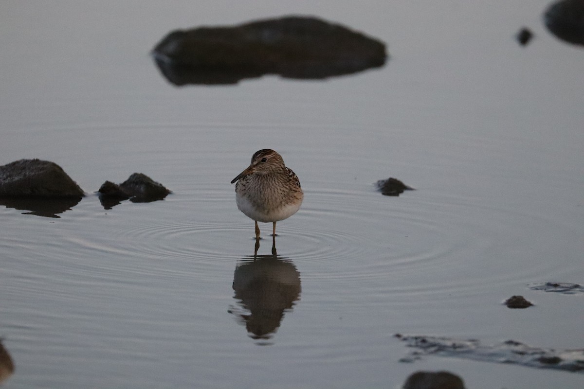 Pectoral Sandpiper - ML624063664