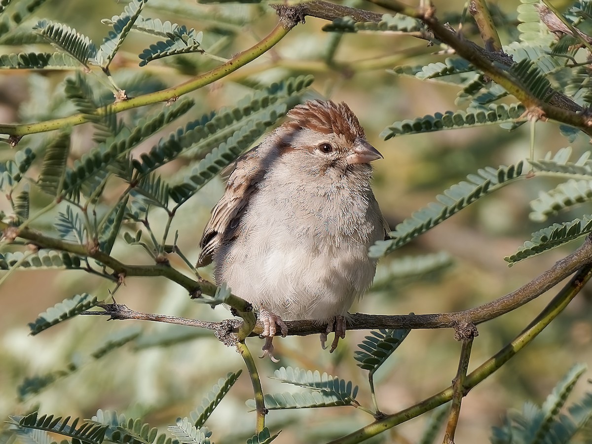 Rufous-winged Sparrow - Pierre Deviche