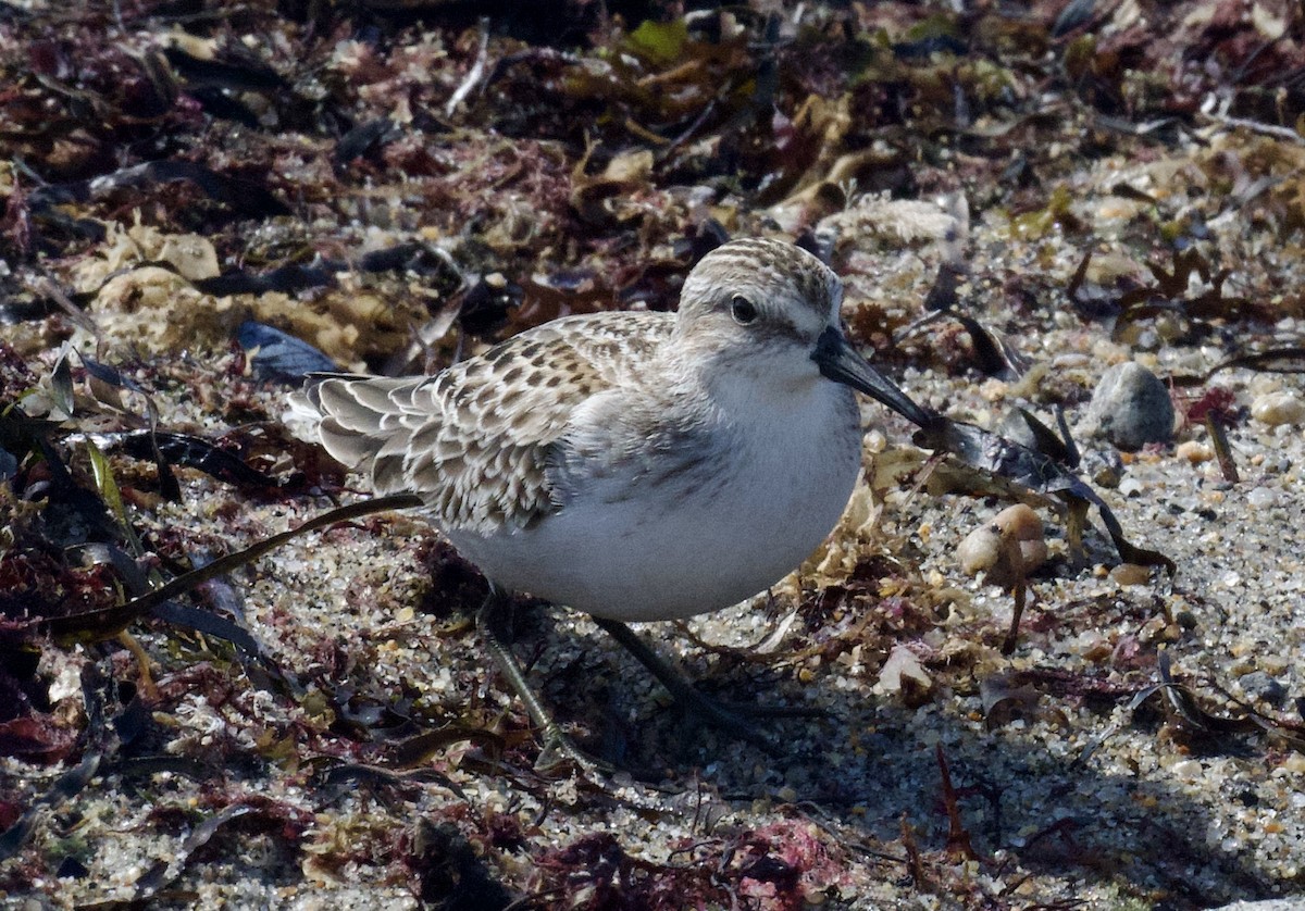 Semipalmated Sandpiper - ML624063673