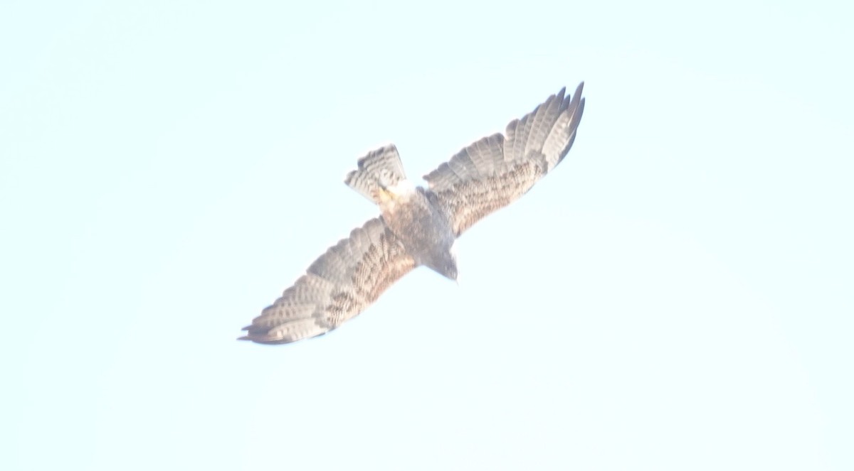 Swainson's Hawk - ML624063676