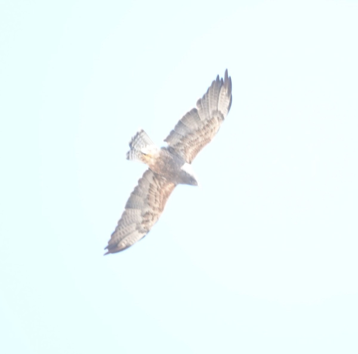 Swainson's Hawk - ML624063678