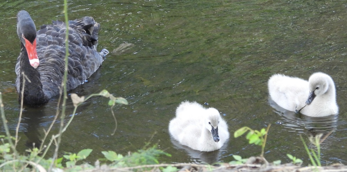 Black Swan - Maylene McLeod