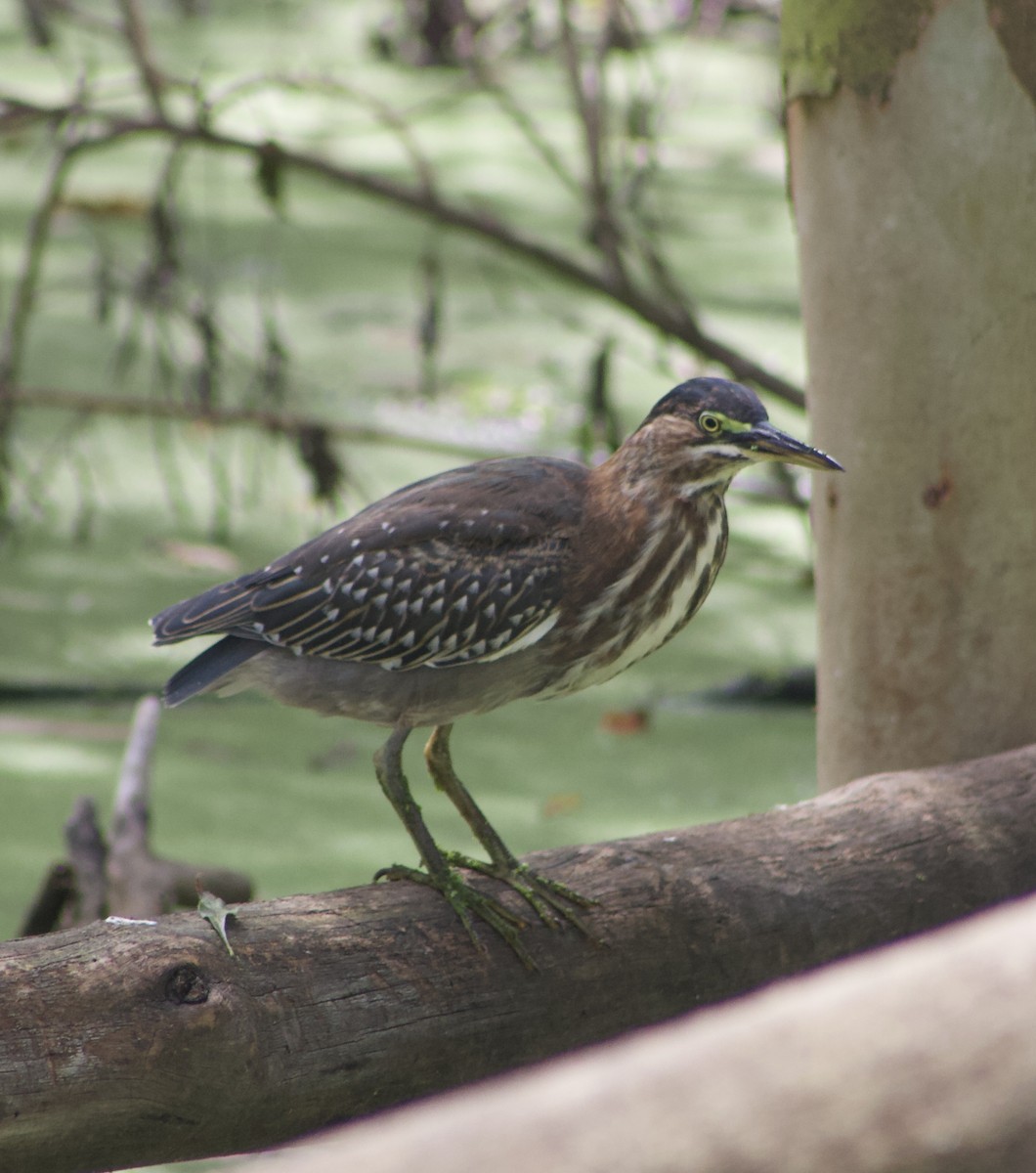 Green Heron - ML624063686