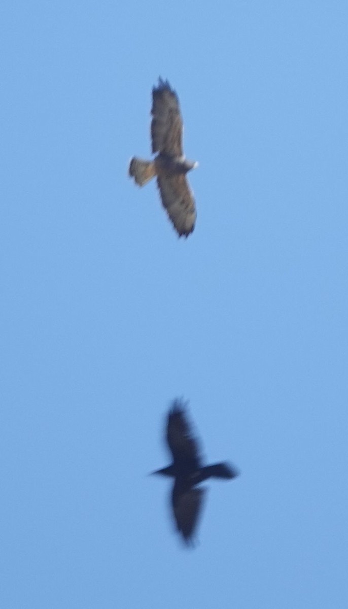 Swainson's Hawk - ML624063689