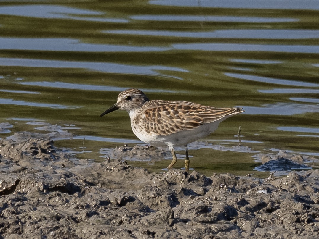 Least Sandpiper - ML624063711