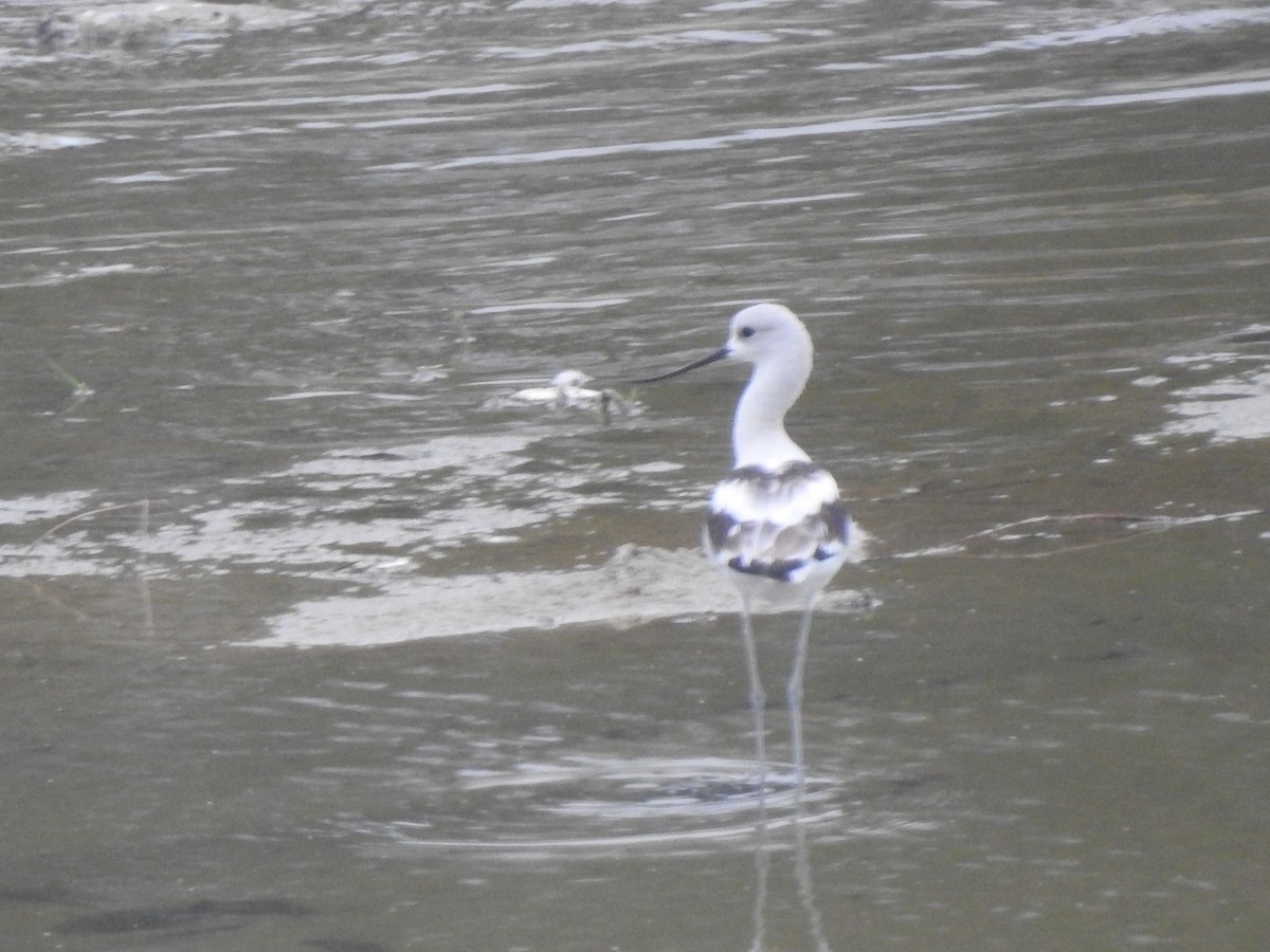 American Avocet - ML624063713