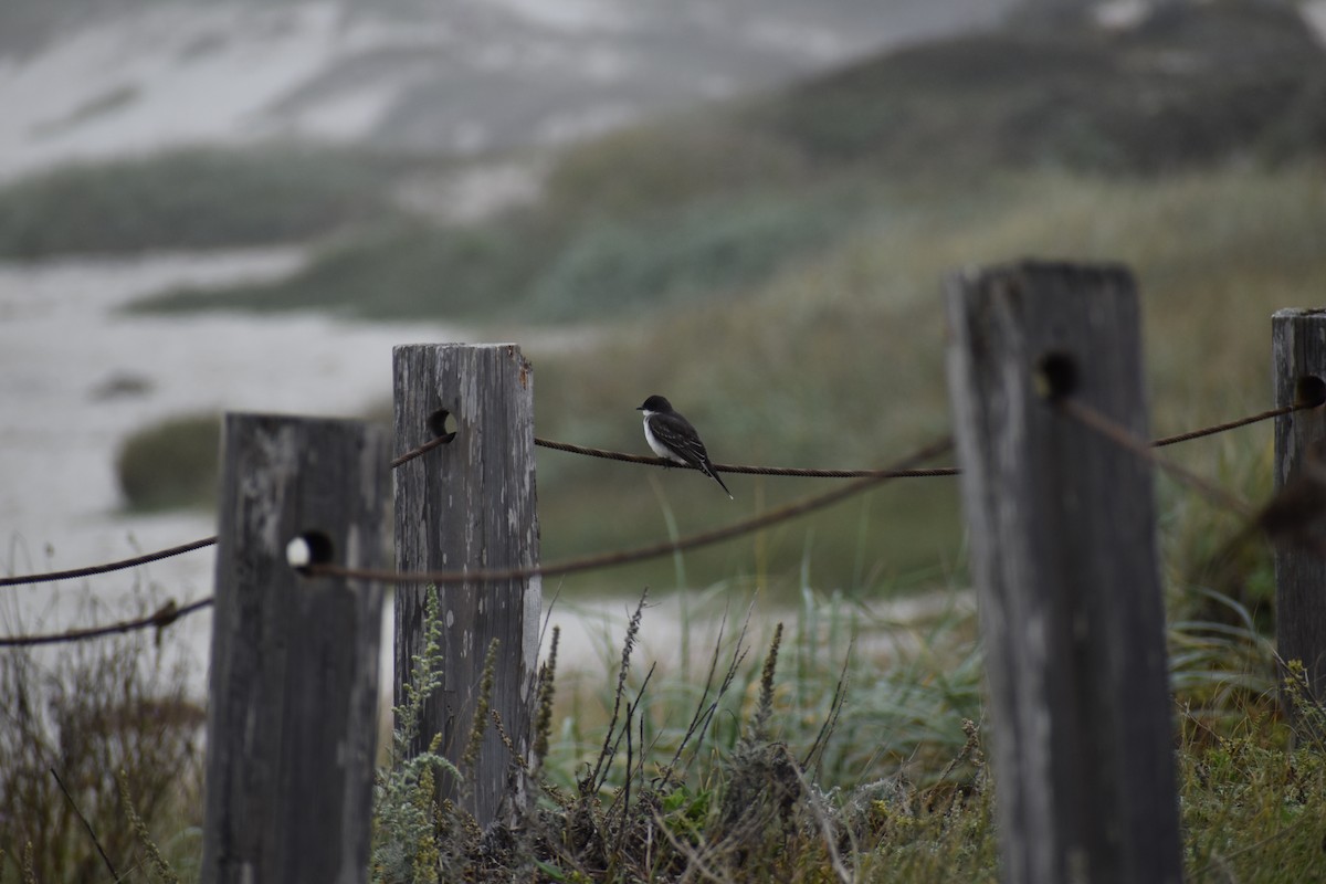 Eastern Kingbird - ML624063734