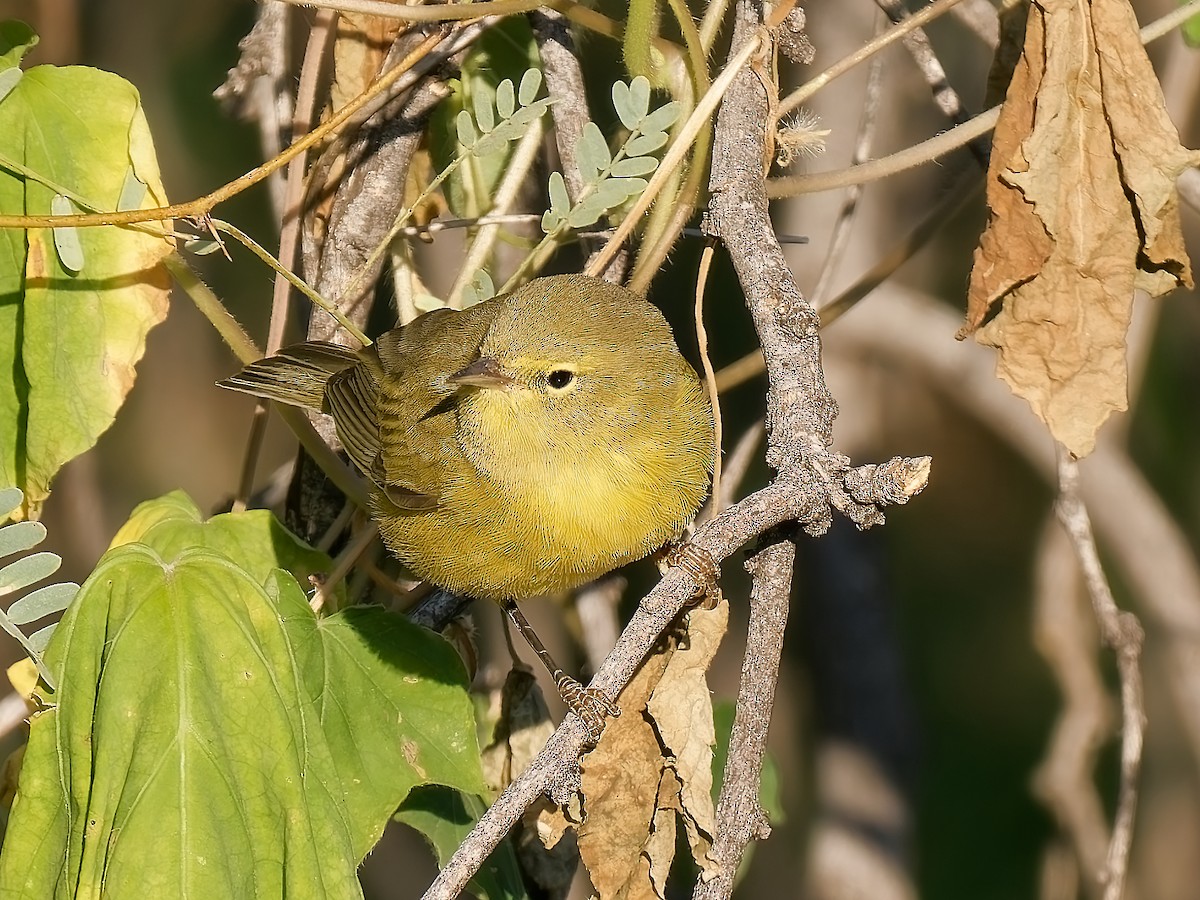 Orange-crowned Warbler - ML624063736