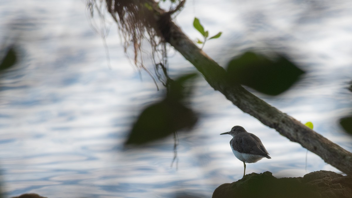 Spotted Sandpiper - ML624063738