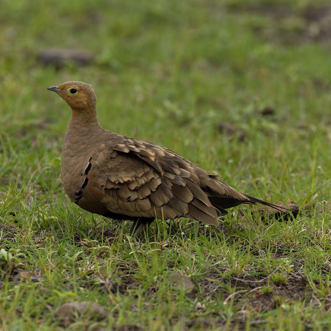 Chestnut-bellied Sandgrouse - Anonymous