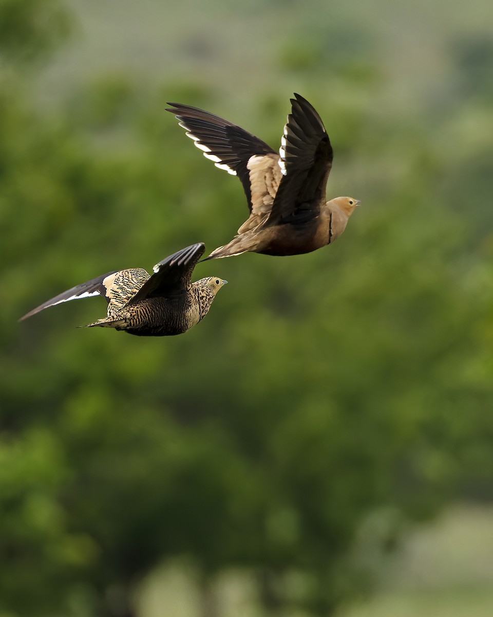 Chestnut-bellied Sandgrouse - ML624063751