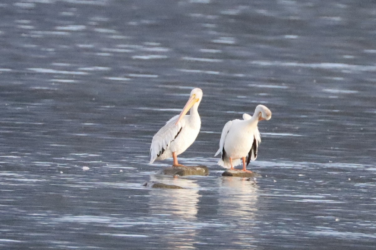 American White Pelican - ML624063761