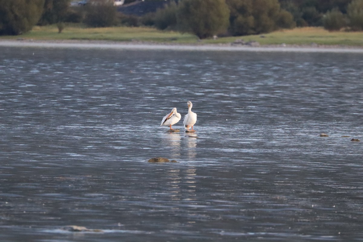 American White Pelican - ML624063764